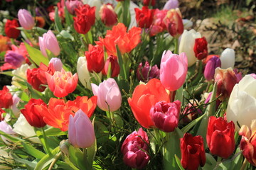 multicolored tulips in a field