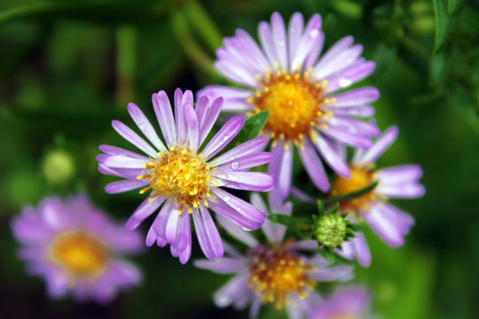 Purple color Alpine aster flowers close up. Natural grass background view