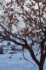 Snow in the Port of Canencia. National Park of the Sierra de Guadarrama. Madrid's community. Spain