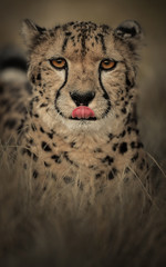 cheetah sharp look 