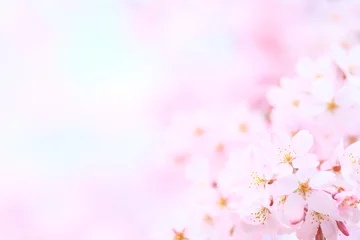 Foto auf Acrylglas Sightseeing, Sakura, Cherry-blossom viewing © JP trip landscape DL