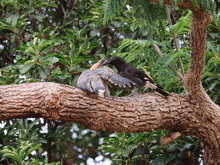 Baby Channel Billed Cuckoo Bird