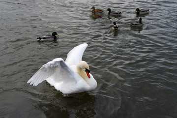 Swan
