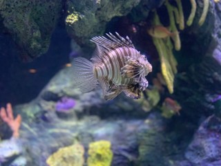 fish in aquarium