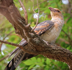 Baby Channel Billed Cuckoo Bird