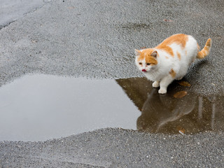 Homeless cat drinking water from a puddle on the pavement.