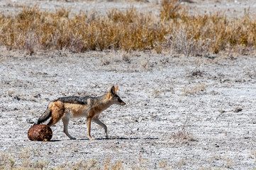 A side-striped Jackal -Canis Adustus- hunting for prey in Etosha National Park, Namibia.