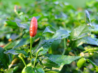 Chili in green red and orange color over the blur background, cinematic tone filter