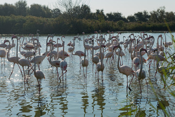 Pink flamingo of the Camargue, France