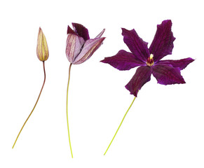 Set of clematis flowers and bud