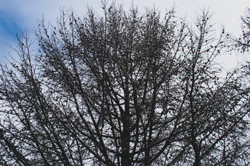 trees in winter