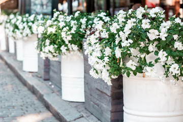 Fototapeta na wymiar Street cafe flowers and herbs decor concept. Petunia flowers on the street. Sunny day. Shallow depth of field. blooming white Petunia in a hanging retro planters on the street