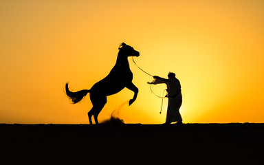 beautifil down arabian horse training