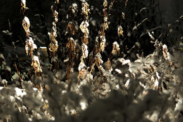 Ice covered plants lit dramatically