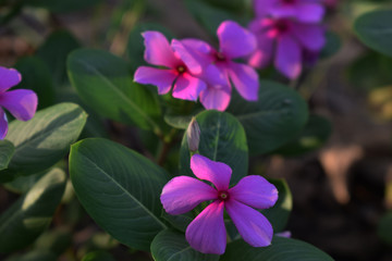 purple vinca flowers suitable for planting in the front yard of the house
