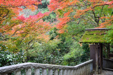 Fototapeta premium Entrance of Daihikaku Senkoji temple with walkways and handrails in beautiful autumn leaves at Arashiyama in Kyoto, Japan .Senkoji is a Zen temple on an Arashiyama mountainside
