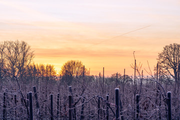 Caucasian fir trees (Nordmann fir) with hoarfrost in a Christmas tree nursery back lit by yellow sunlight of golden hour in the morning. Closeup shot through twigs, blurred foreground and background
