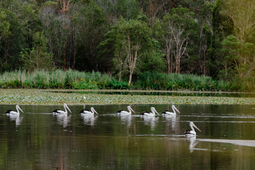 pelicans on the lake swimming in a flock in Queensland Australia