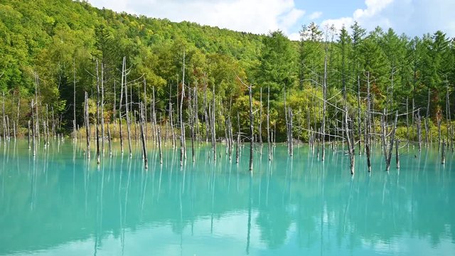 4K video of Shirogane blue pond in Biei town, Hokkaido, Japan