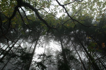 Feuillus dans la brume en contre-plongée