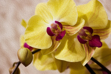 Branch of blooming Orchid on abstract light brown background. Yellow with purple flower of Phalaenopsis. Illustration imitates oil painting. Close up.