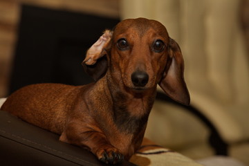 Portrait of a young reckless dachshund.