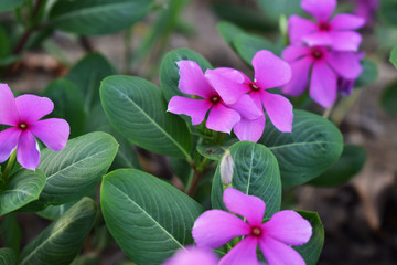 purple vinca flowers suitable for planting in the front yard of the house