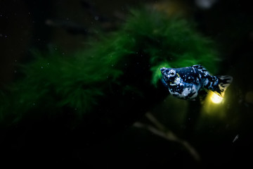 Close up of Glossostigma elatinoides the most beautiful aquatic plants for foreground