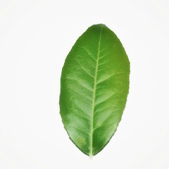 Obraz premium green leaf isolated on white background