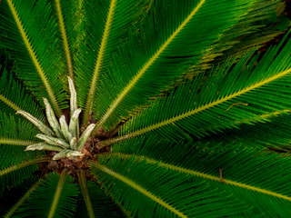 Obraz premium New Leaves of Sago Palm Growing