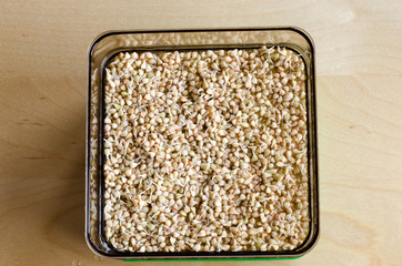 Buckwheat sprouting