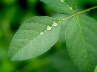 Rain Drops Perched on The Butterfly Pea Leaves