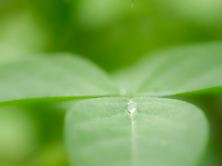 Circle Rain Drops Perched on The Blue Pea Leaves