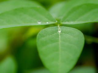 Circle Rain Drops Perched on The Blue Pea Leaves