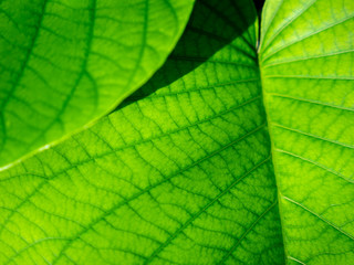 Pattern of The Purple Elephant Climber  Leaves