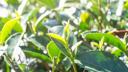 Beautiful green tea crop leaf in the morning with sun flare sunlight, fresh sprout on the tree plant design concept, close up, macro.