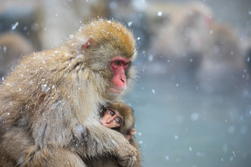 Naklejka premium Japanese snow monkey in hot bath
