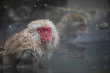 The Japanese macaque, also known as the snow monkey
