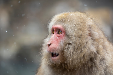 The Japanese macaque, also known as the snow monkey