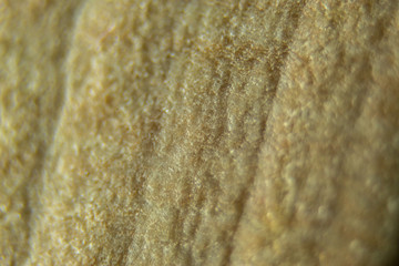 closeup of bread