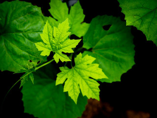 Pattern of Bitter Melon Climbing on The Air