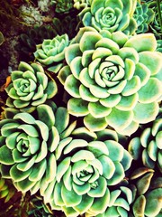 seamless floral pattern with flowers