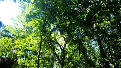 Fototapeta na wymiar tree in forest