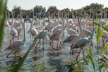 Pink flamingo of the Camargue, France