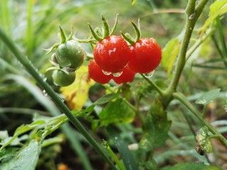 red berries on bush