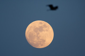 Naklejka na ściany i meble Full moon in twilight with the bird passing