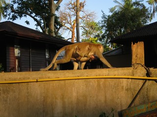 Mummy monkey carrying her baby on a fence