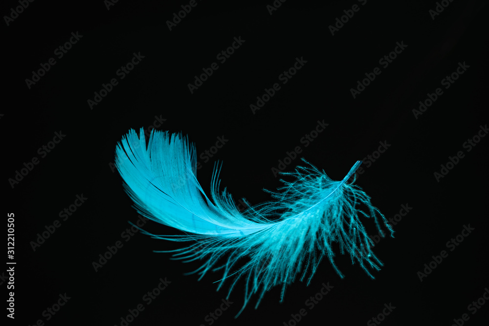Poster beautiful blue bird feather pattern for design texture. isolated on black background