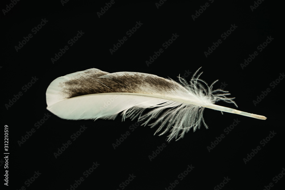Poster Beautiful duck Bird feather pattern for design texture. Isolated on Black Background