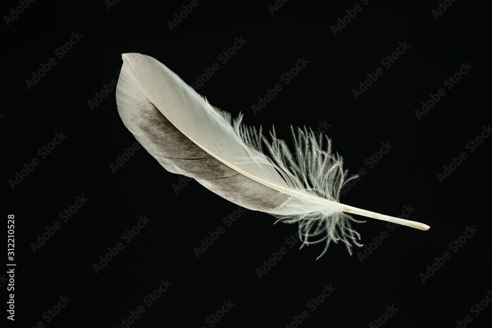Poster Beautiful duck Bird feather pattern for design texture. Isolated on Black Background